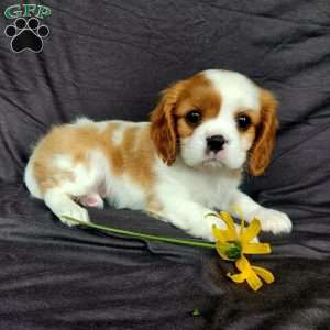 Miss Happy, Cavalier King Charles Spaniel Puppy